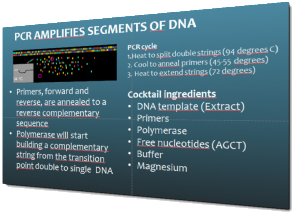 How is it that the polymerase chain reaction (PCR) can make numbers of copies of a piece of DNA?