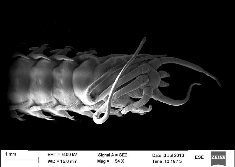 The anterior region of a Hyalinoecia sp. (family Onuphidae)