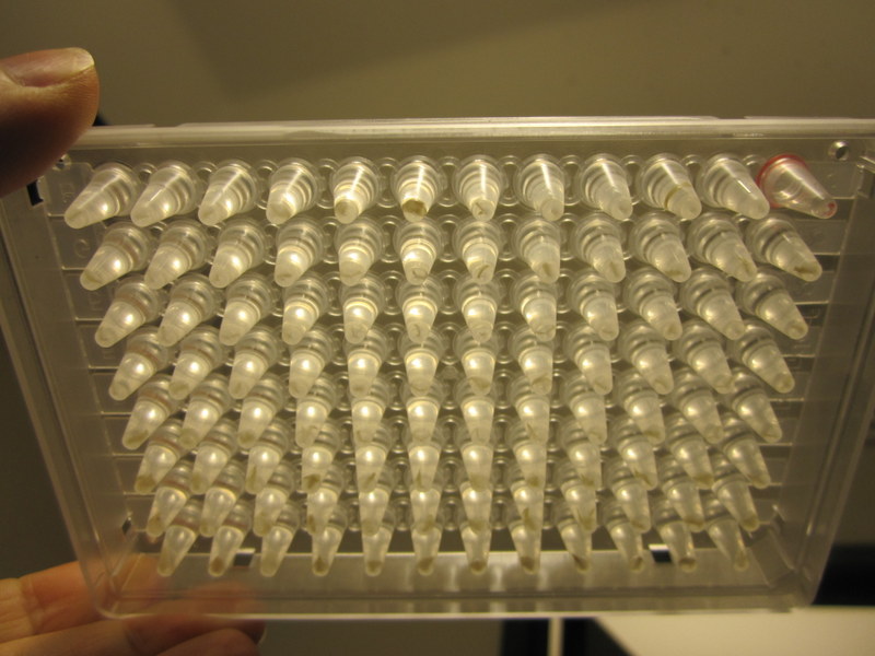 A completed microplate with 95 tissue samples
