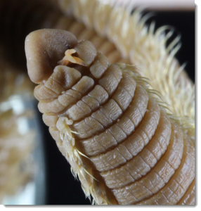 A species of bristle worms (Polychaeta) in a genus that has not previously been found in West Africa. 