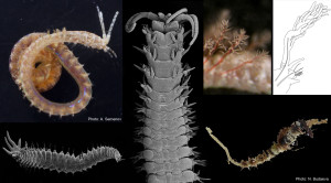 The "Nansen material" offers many possibilities for master projects on the species rich Polychaeta.