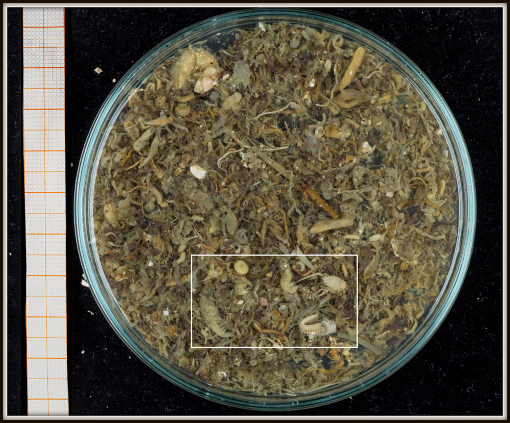 A petri dish with two tea spoons worth of unsorted sample collected by sled. 