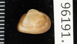 Noetiella congoensis