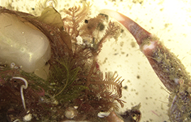 Front end of a Hyas crab carrying Hydrozoa and other organisms.