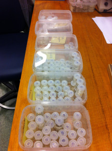Magelonid samples processed and identified, awaiting sequencing.