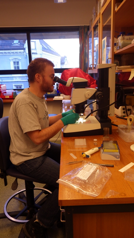 Tom taking tissue samples for two plates of Ampharetidae and other Terebellomorph polychaetes