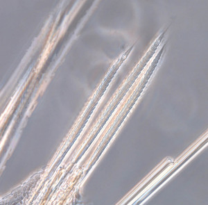 Verticilate chaetae from one of the polycirrinae species photographed through a microscope (photo: MHL)