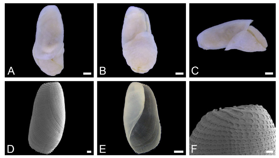  Philine cerebralis sp. nov. (ZMBN 105802, H = 3.6 mm, holotype). A, dorsal view of complete animal. B, ventral view of complete animal. C, right lateral view of complete animal. D, dorsal view of shell (SEM). E, ventral view of shell (automontage image). F, detail of dorsal view of shell (SEM).