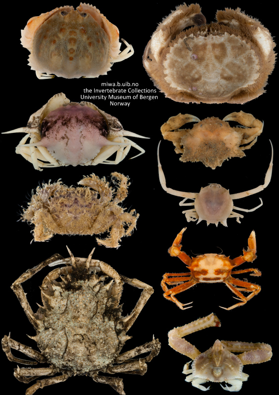 pyntede-krabber