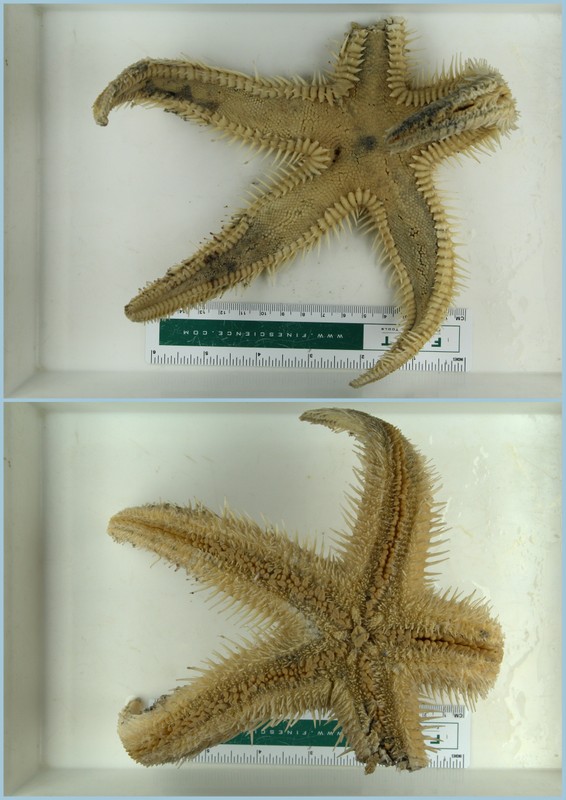 Astropecten aranciacus from Sao Tome & Principe, collected at 54 m depth