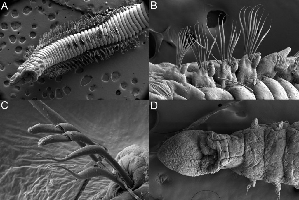 A – Ninoe sp. anterior part of body, ventral view; B – the same, close view of parapodia and chaetae; C – Gallardoneris sp., compound hooks; D – Scoletoma sp., anterior part of body. 